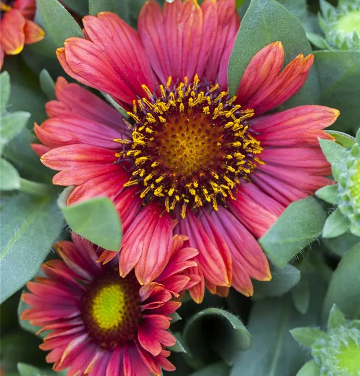 Gaillardia arizona sale